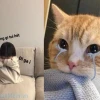 Meme Dỗi Cute: Biểu Cảm Đáng Yêu Khiến Bạn "Tan Chảy"