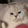 Meme Khóc Cười: Biểu Cảm Đa Chiều Của Dân Mạng Hiện Đại