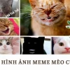 Meme Mèo Cười Nhe Răng Biểu Cảm Độc Đáo Năm 2026
