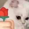 Meme tặng hoa: Khoảnh khắc hài hước gửi trọn yêu thương