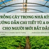 Nhà Kính Trồng Cây: Hướng Dẫn Chi Tiết Ưu Nhược Điểm Và Lưu Ý