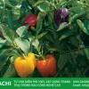 Ớt chuông trồng tháng mấy thu hoạch hiệu quả kinh tế cao?