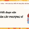 Thân cây phượng như thế nào? Đặc điểm và vai trò trong đời sống