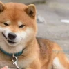 Tổng hợp meme hài cười đỉnh cao, giải trí không giới hạn