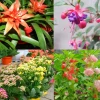 Top 20+ Cây Ưa Bóng Râm Trồng Trong Nhà Tuyệt Đẹp