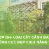 Top 24+ Cây Trồng Ban Công Chịu Nắng Tốt, Thanh Lọc Không Khí