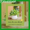 Trầu Bà Cẩm Thạch: Ý Nghĩa Phong Thủy và Cách Trồng Chi Tiết