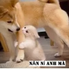 Trọn bộ 50+ Meme Năn Nỉ Xin Xỏ Hài Hước Nhất 2026