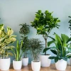 Trồng cây phong thủy trước nhà: Thu hút tài lộc và vượng khí