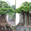 Trồng cây si trước nhà có tốt không? Hướng dẫn chọn vị trí và ý nghĩa phong thủy
