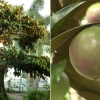 Trồng cây vú sữa trước nhà có tốt không? Lợi ích phong thủy