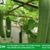 Trồng dưa chuột tại nhà: Hướng dẫn chi tiết từ A-Z cho người mới bắt đầu