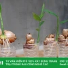Trồng gừng thủy canh tại nhà: Hướng dẫn chi tiết cho người mới bắt đầu