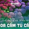 Trồng hoa Cẩm Tú Cầu Miền Bắc: Hướng Dẫn Chi Tiết Từ A-Z