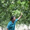 Tuổi thọ cây chanh dây: Bao lâu cho thu hoạch và các yếu tố ảnh hưởng