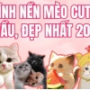 Tuyển tập ảnh avatar mèo cute hoạt hình Chibi cho Facebook 2026