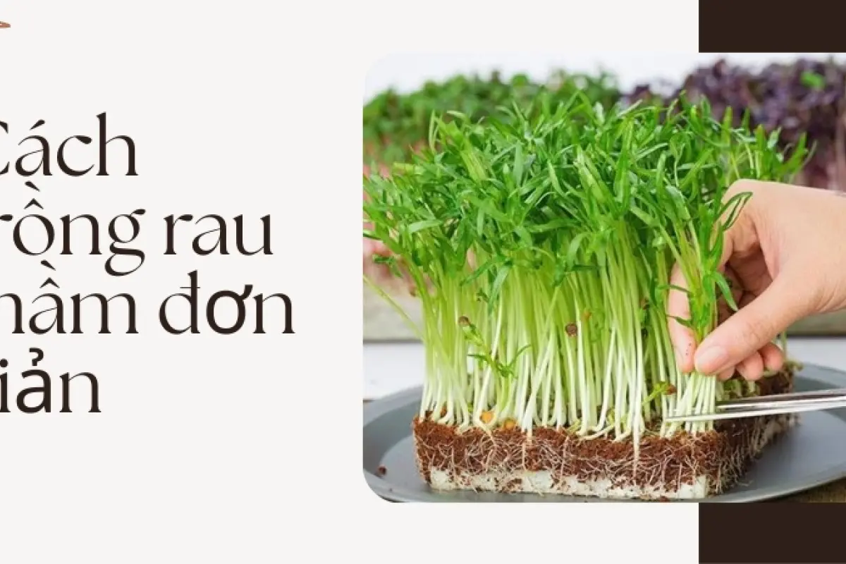 Hướng dẫn cách trồng rau mầm sạch- Thu hoạch sau đúng 5 ngày
