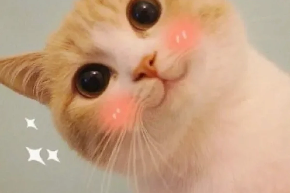 30+ Meme Mèo Ngại Ngùng Đốn Tim, Ai Nhìn Cũng Yêu