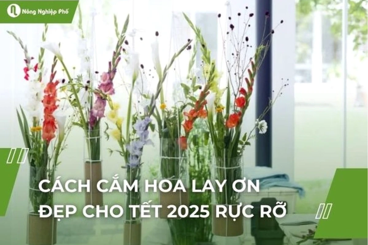 Bí quyết cắm hoa lay ơn đẹp đón Tết, rước tài lộc vào nhà