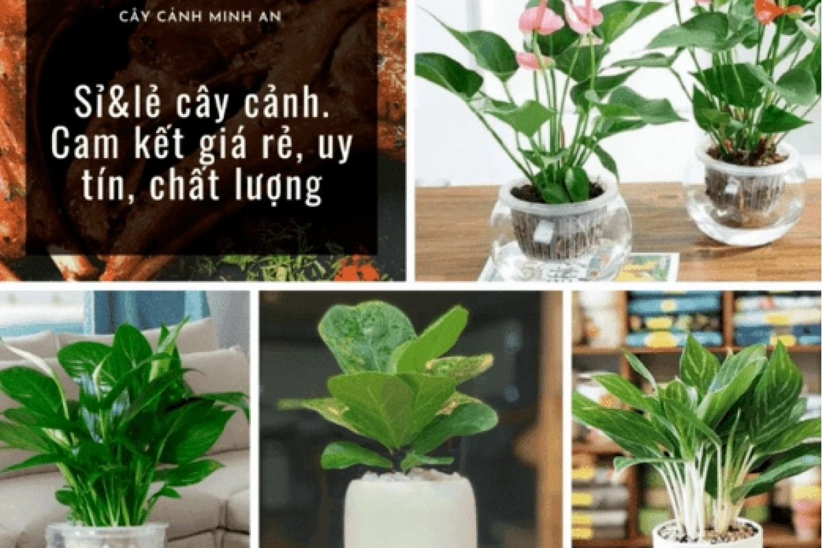 Gợi ý địa chỉ mua cây cảnh giá rẻ, uy tín và chất lượng tại Hà Nội