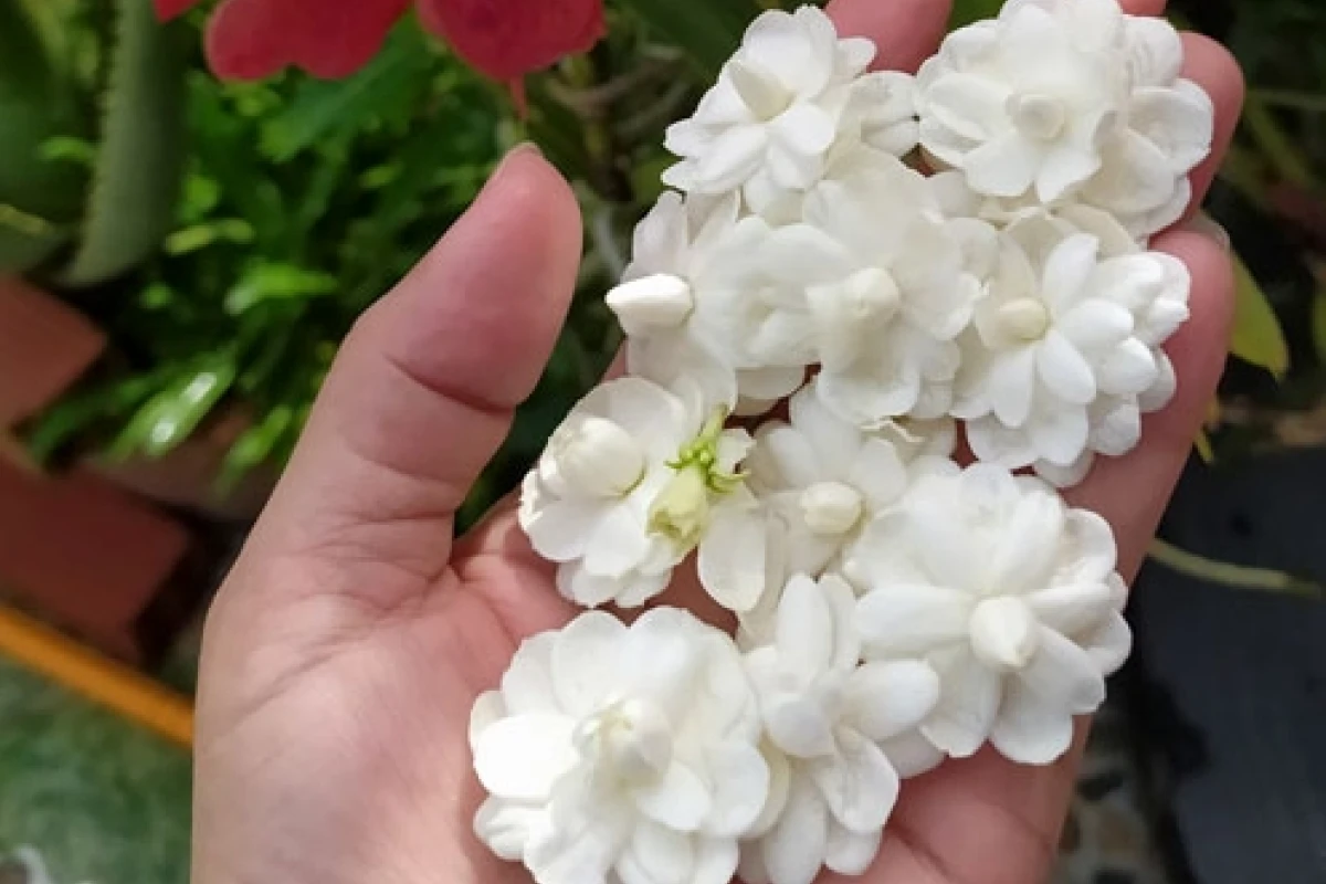 Hoa nhài ta vẻ đẹp thuần khiết và hương thơm quyến rũ