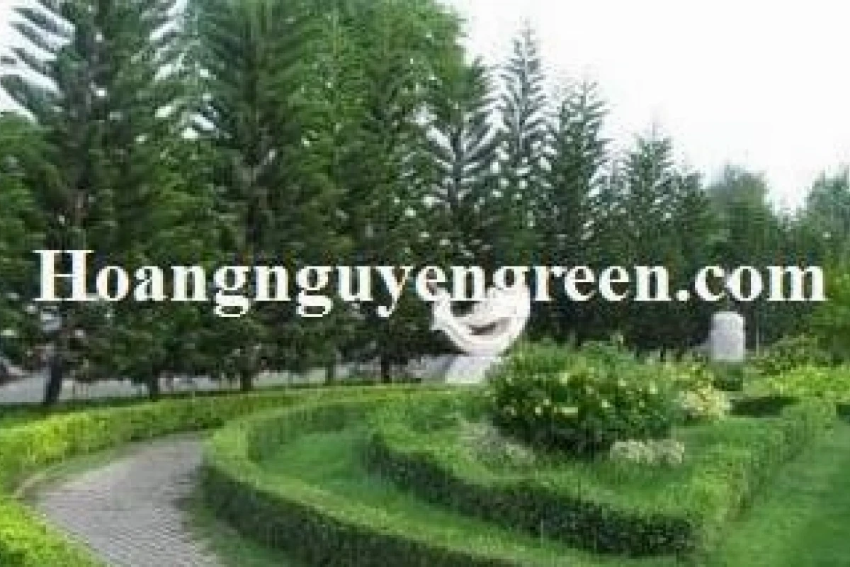 Khám phá thế giới cây cảnh ngoài trời: Vẻ đẹp và lợi ích cho không gian sống