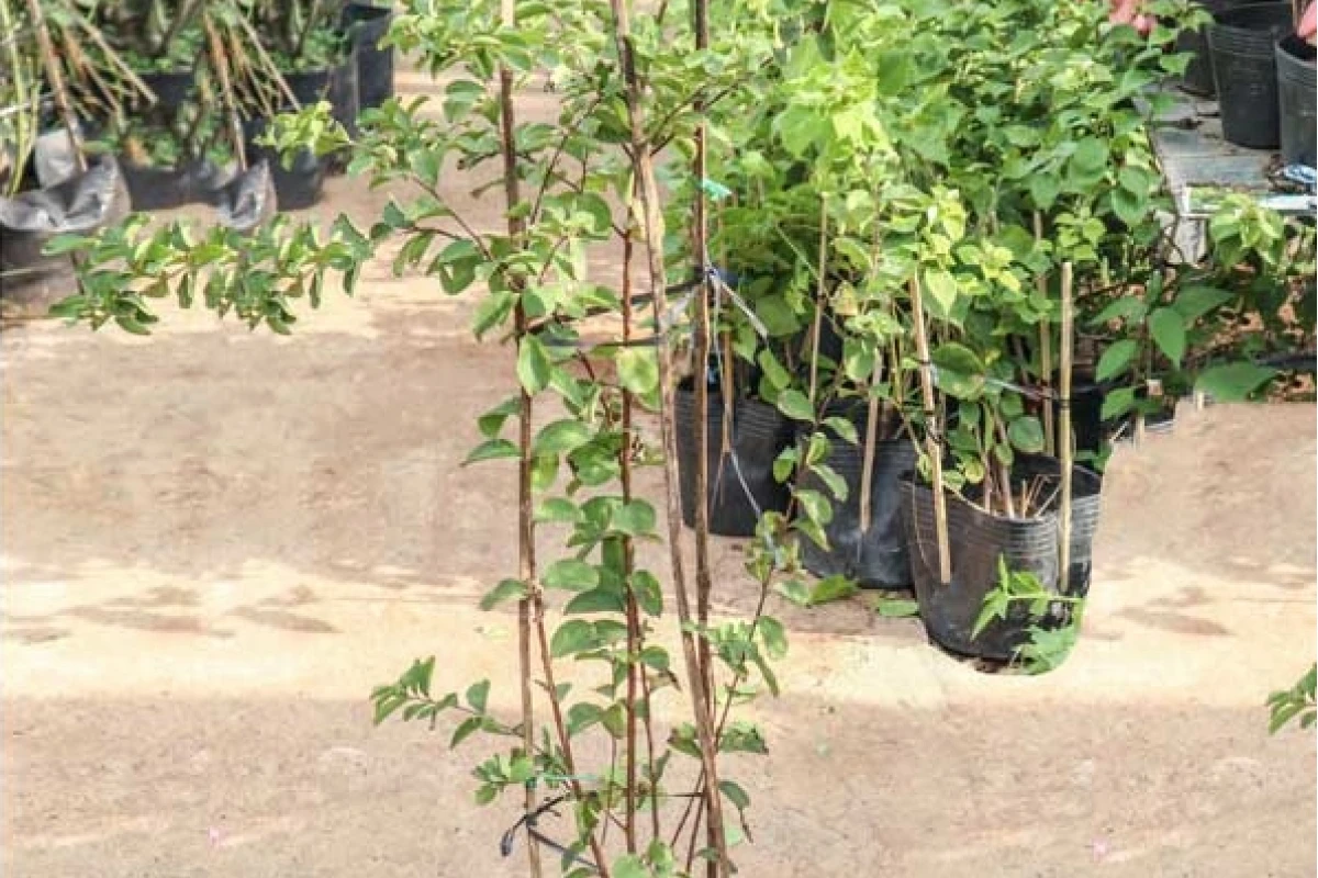 Khám phá vẻ đẹp tinh tế của hoa tường vi tím