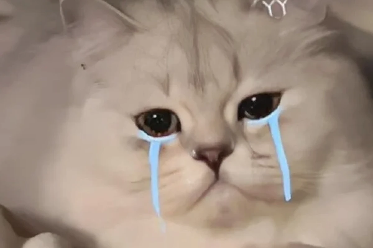 Meme Khóc Cười: Biểu Cảm Đa Chiều Của Dân Mạng Hiện Đại