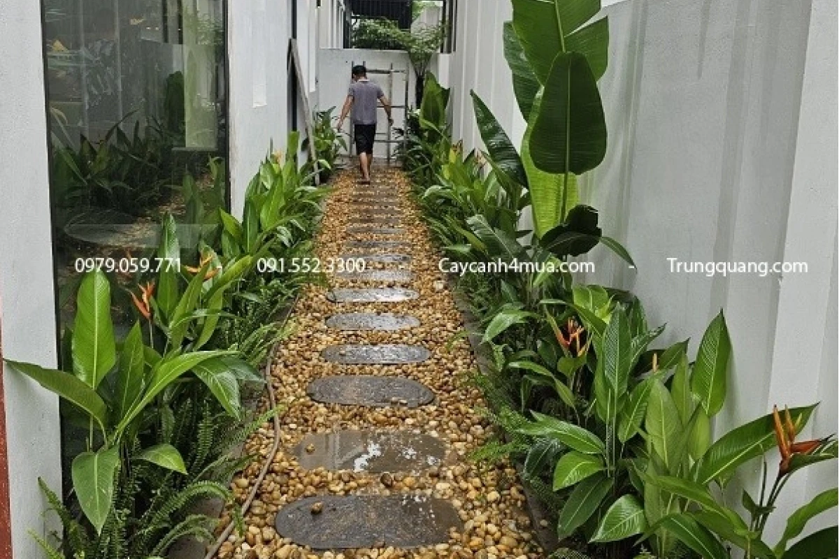 Top Cây Trồng Hàng Rào Thấp: Vẻ Đẹp và Công Năng Cho Không Gian Sống