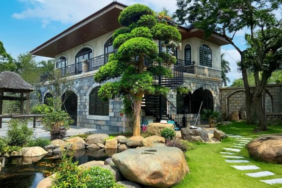 Ý Nghĩa Cây Tùng Trong Phong Thủy Và Cách Trồng Chi Tiết