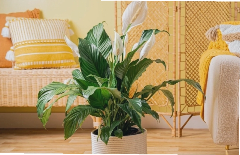4 loại cây cảnh không nên đặt ở phòng khách