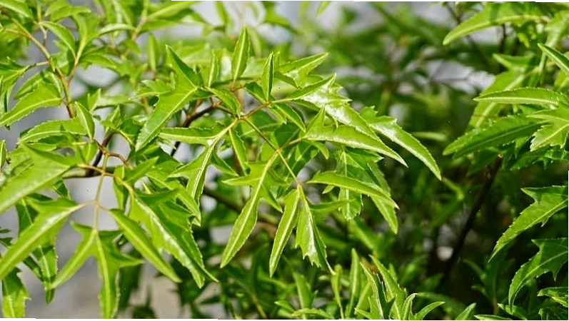 5 cây người xưa thường trồng quanh nhà cầu bình an và làm dược liệu