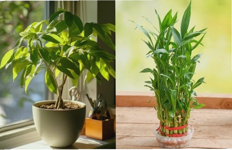 6 loại cây cảnh thần tài được săn đón, vừa đẹp nhà vừa gọi lộc