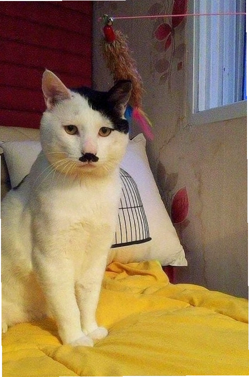 Ảnh chế Hitler với biểu cảm đặc trưng