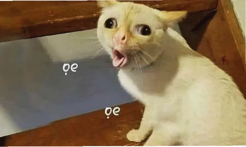 Ảnh meme mèo hài hước, vui nhộn