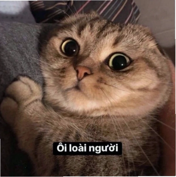 Ảnh meme phán xét thú vị