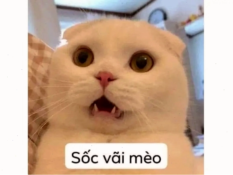 Avatar mèo bụng bự đáng yêu