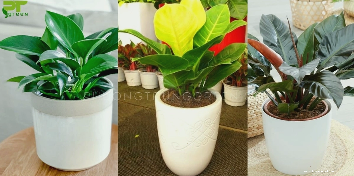 Ba loại trầu bà đế vương với màu sắc lá đa dạng