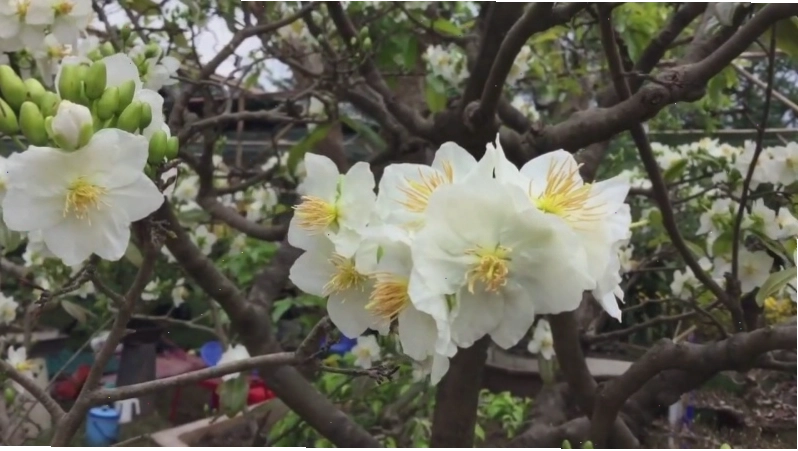 Bạch Mai với hoa màu trắng tinh khôi