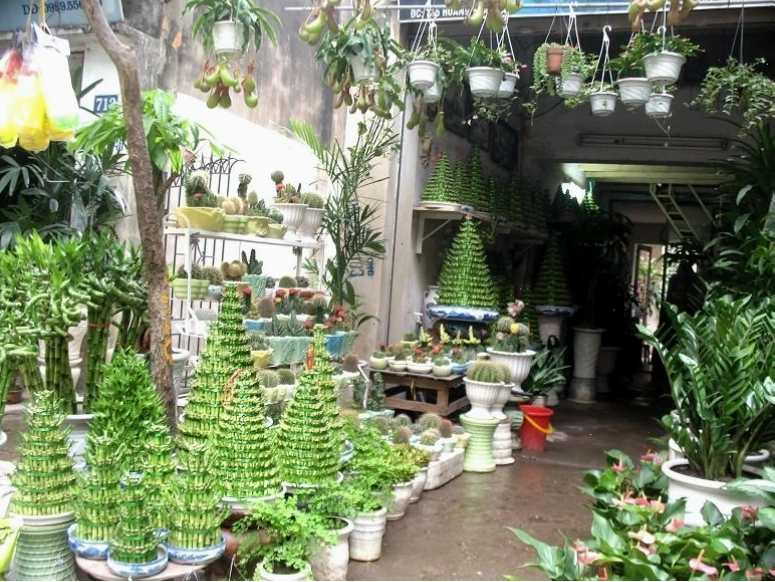 Bán cây cảnh tại Hà Nội, chợ hoa Hoàng Hoa Thám