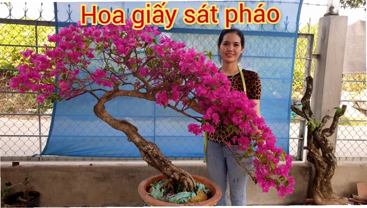 Báo giá lô hoa giấy đẹp giá rẻ