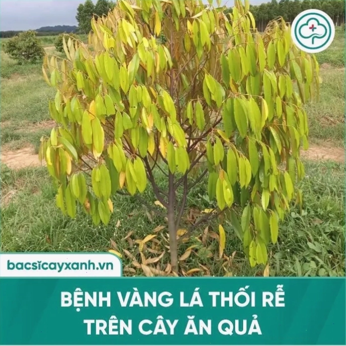 Bệnh vàng lá thối rễ ở cây ăn quả