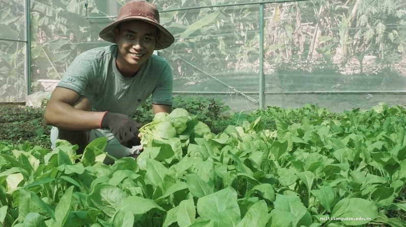 Biện pháp trừ sâu thủ công an toàn cho vườn rau tại nhà