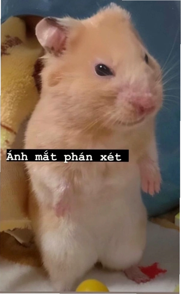 Biểu cảm phán xét hài hước