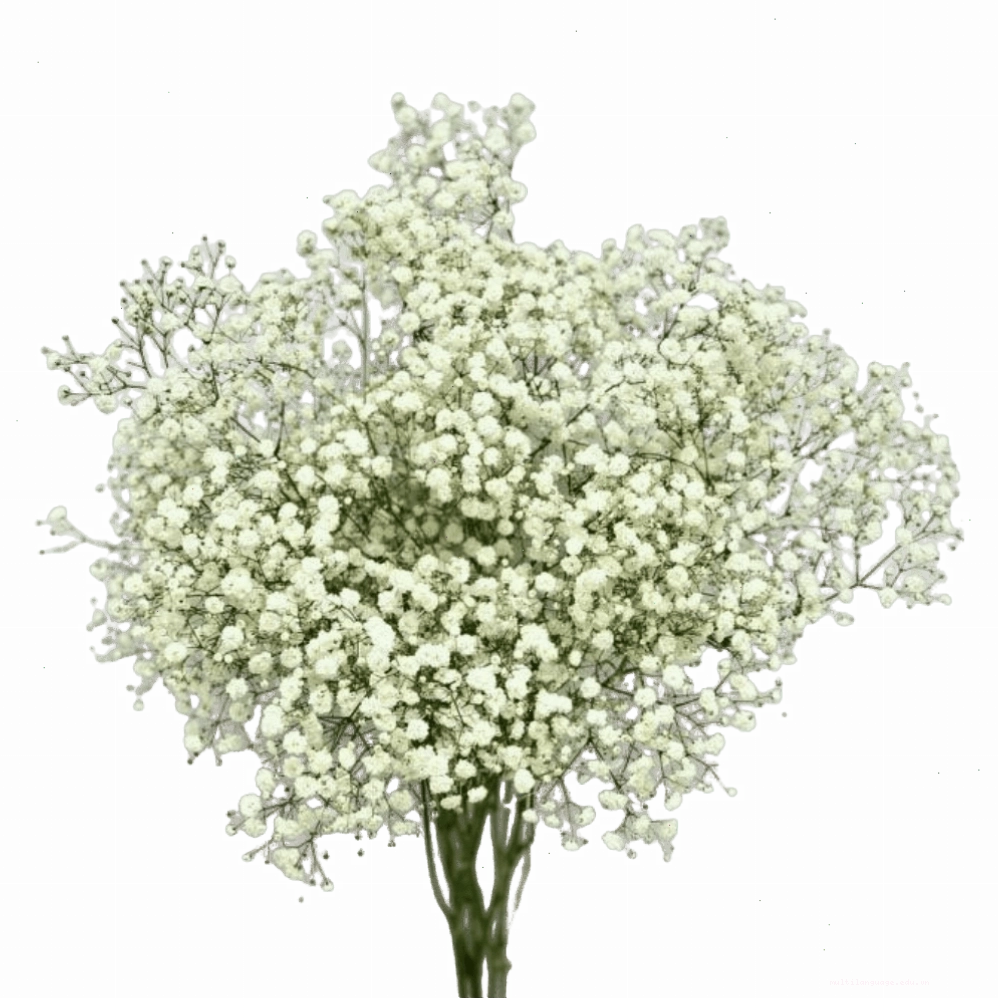 Bình hoa Scabiosa trắng tinh khôi