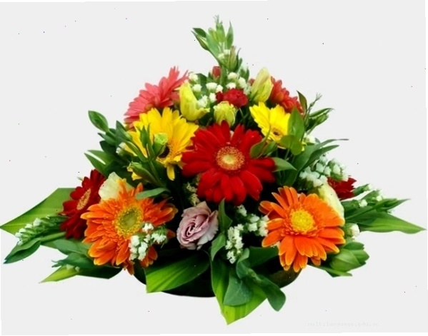 Bó hoa đồng tiền tươi nhiều màu sắc rạng rỡ