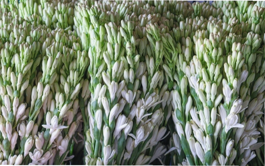 Bó hoa huệ hồng rực rỡ