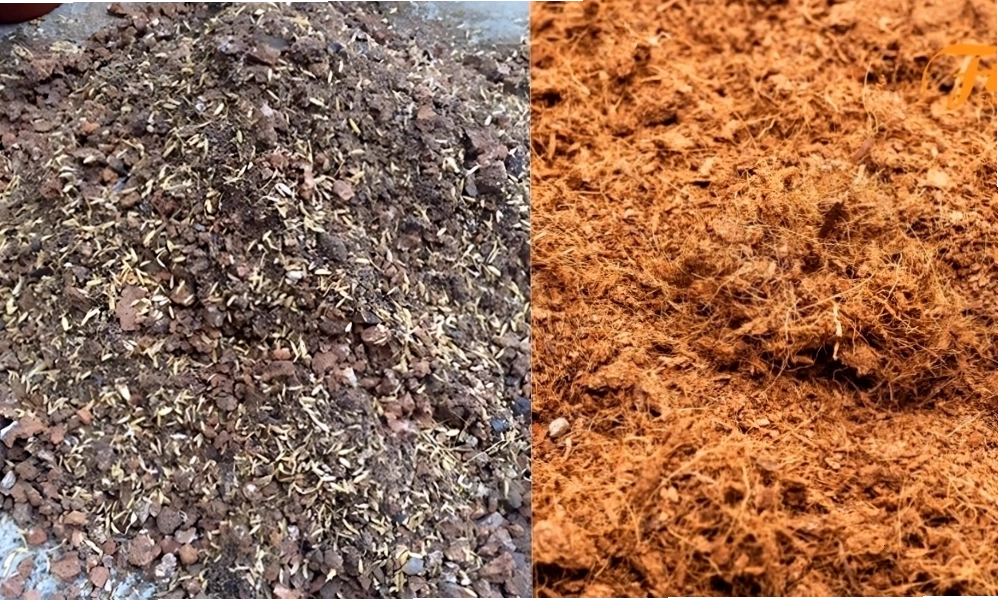 Bổ sung trấu mục hoặc xơ dừa giúp đất trồng sen tơi xốp và tăng khả năng thoáng khí
