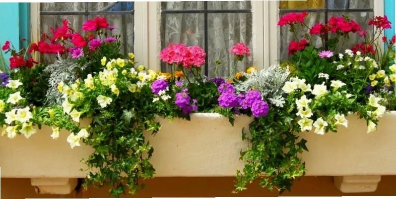 Bồn hoa trước nhà trồng hoa triệu chuông với sắc tím lãng mạn