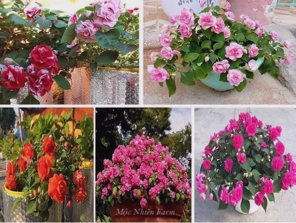 Bông hoa ngọc thảo cánh kép với nhiều lớp cánh